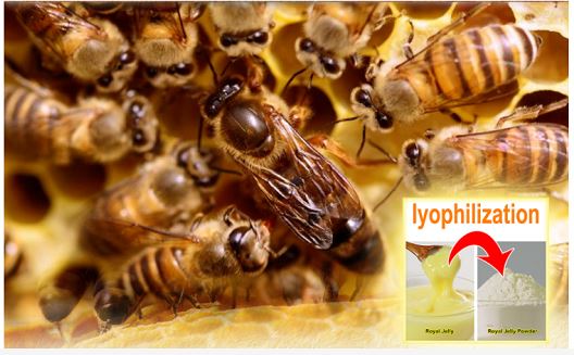 Royal Jelly Powder Product