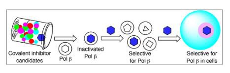 LCA can inhibit the mutation of DNA polymerase β